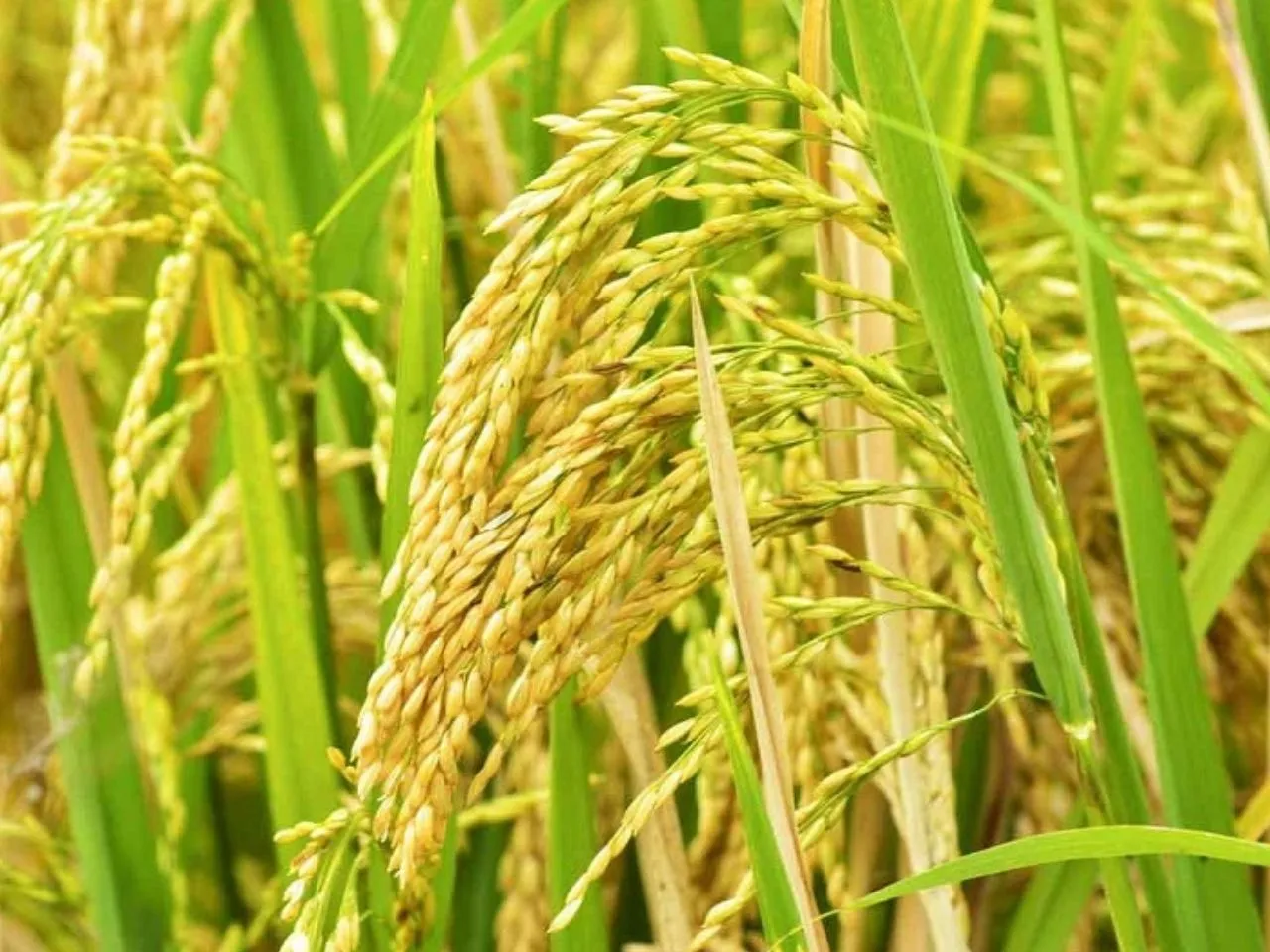 paddy field