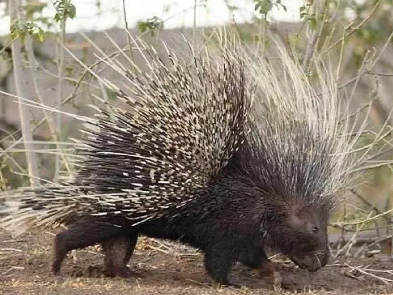 Indian crested porcupine