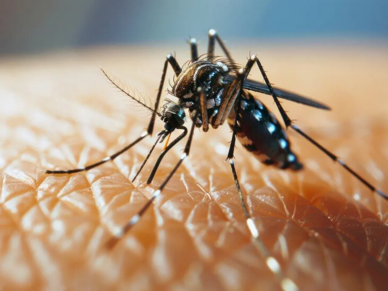 dengue fever2