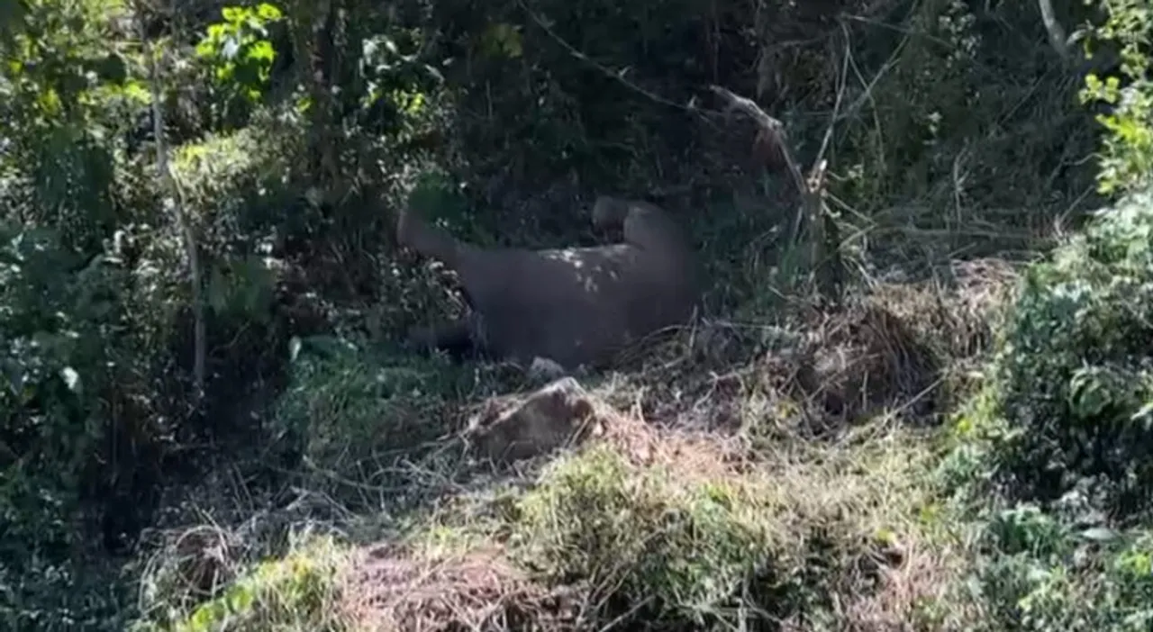 elephant-idukki-768x421