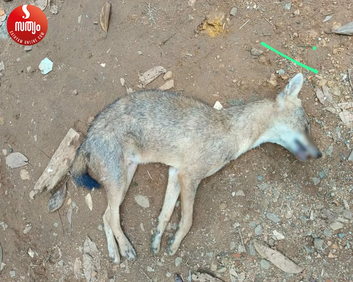 fox attack kudakkachira