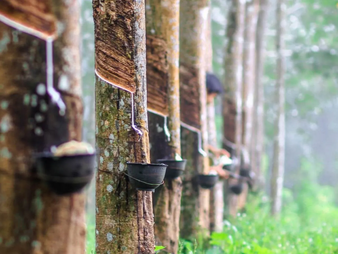 rubber kottayam