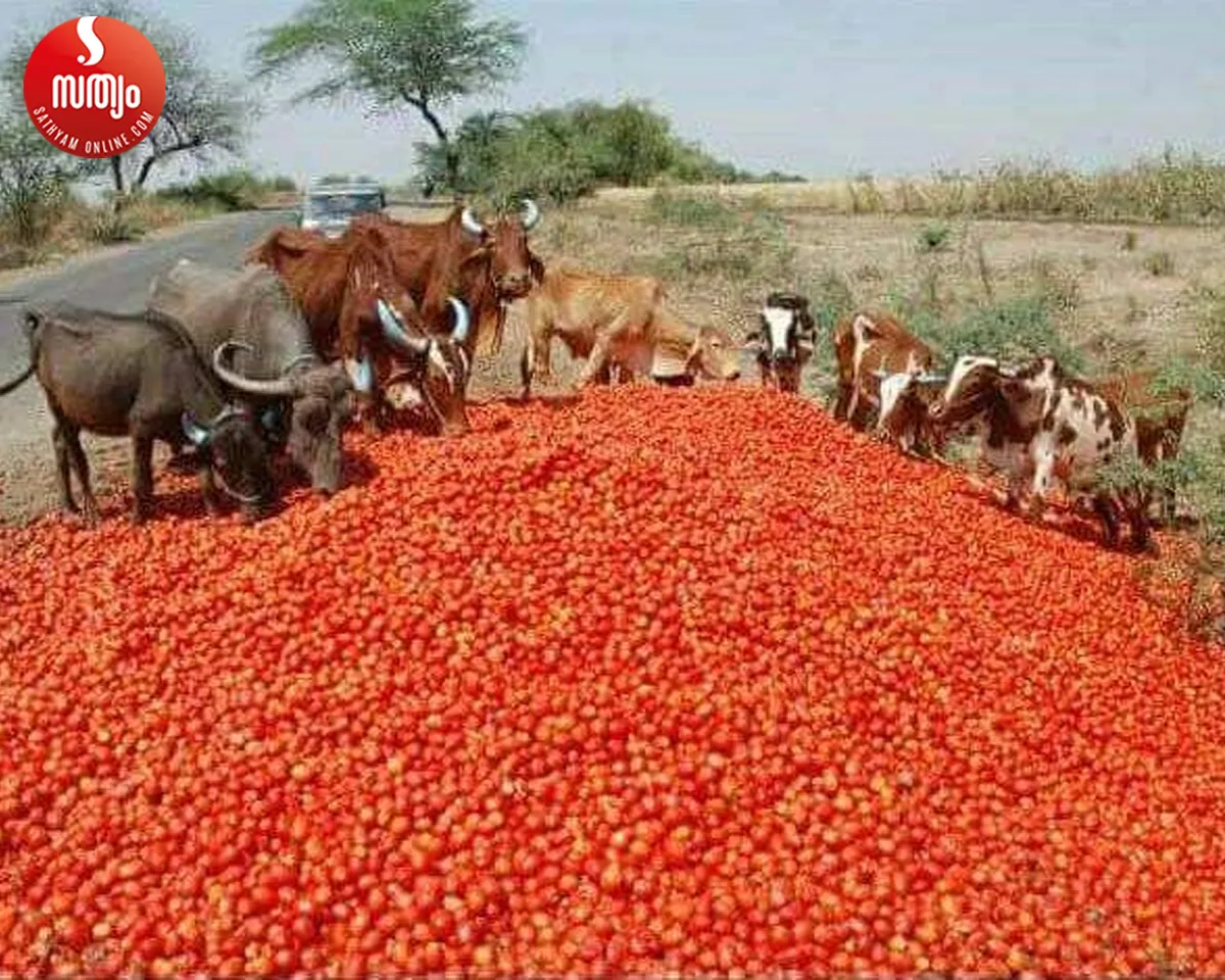 tomato farmers in madhyapradesh-4