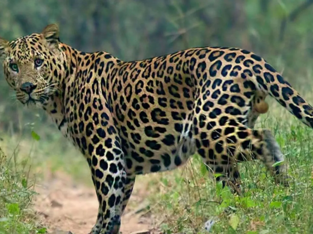 LEOPARDE2