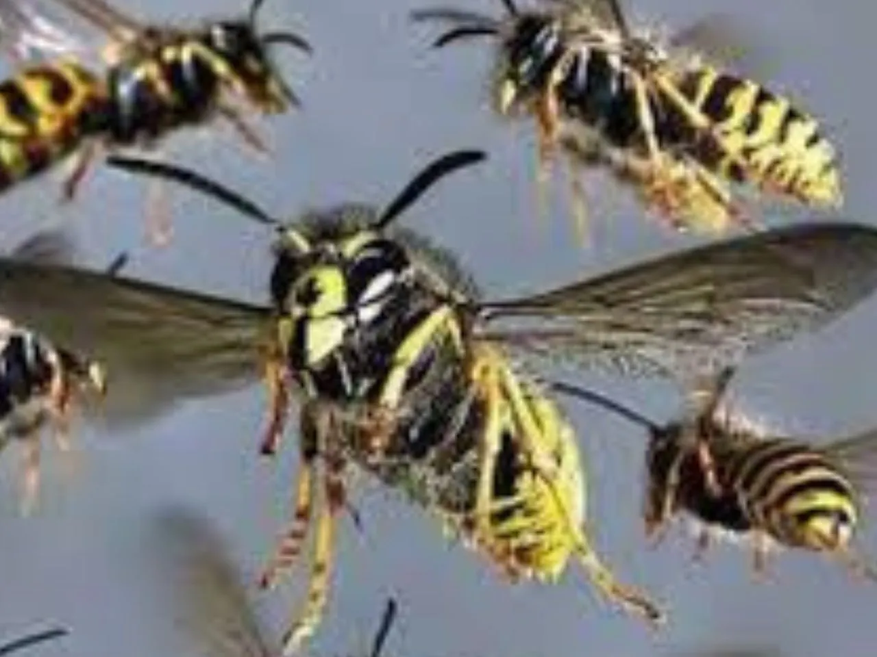 കടന്നലാക്രമണം