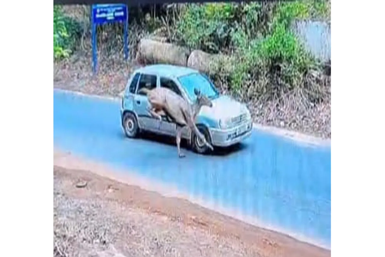 deer accident