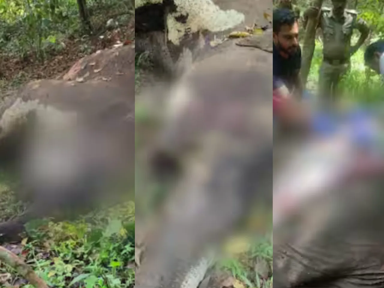 three elephants death