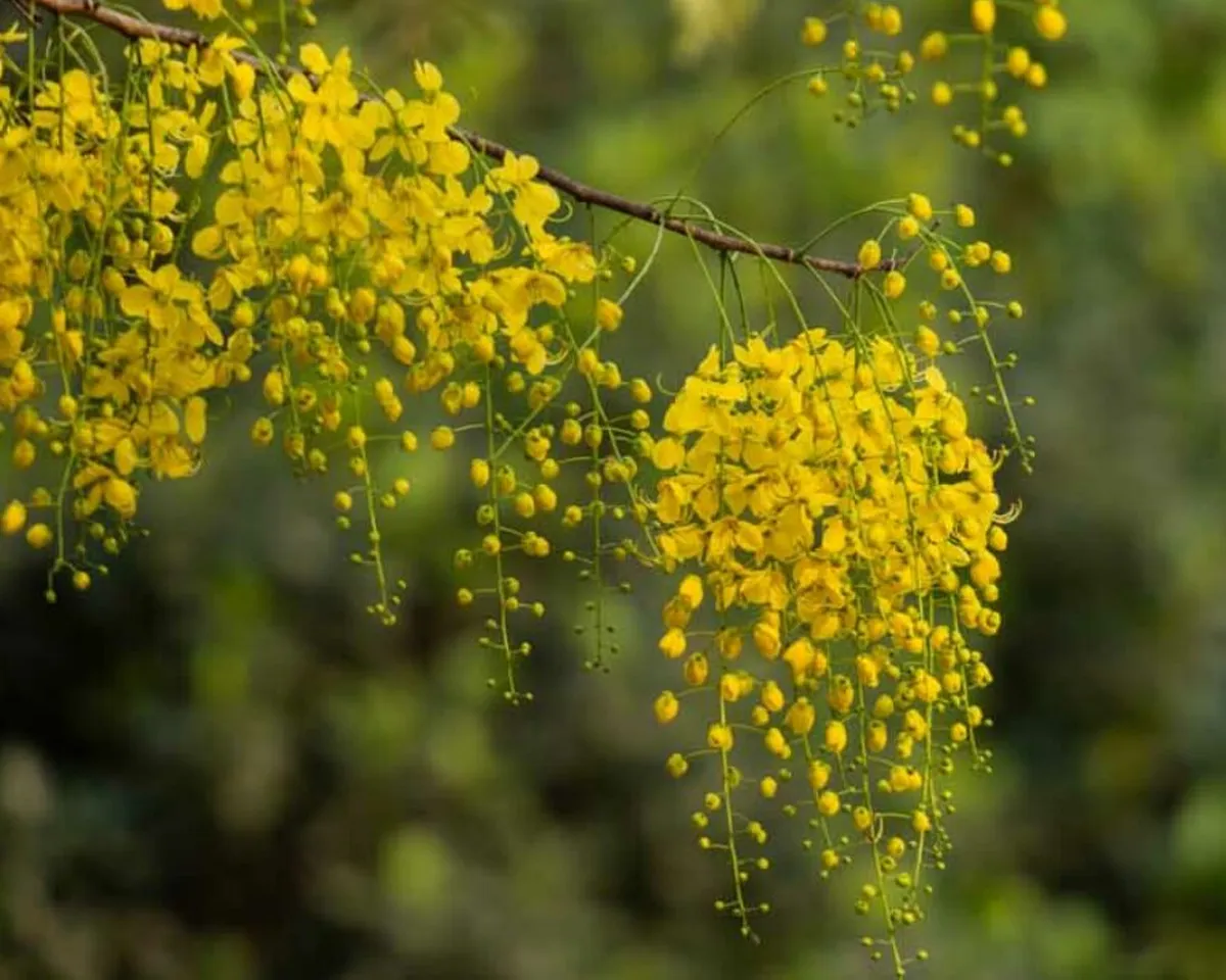 vishu