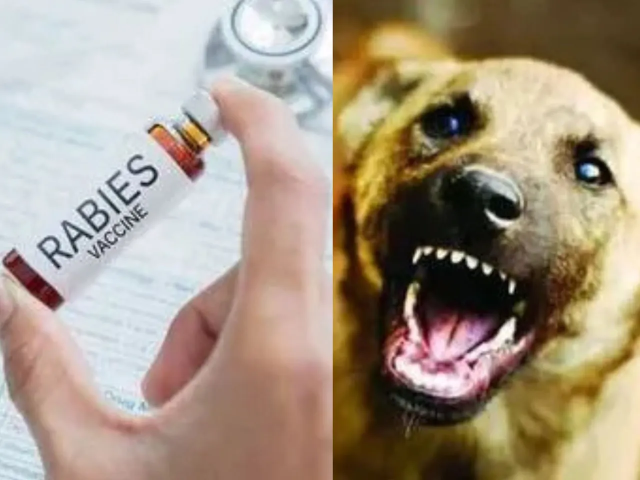 rabies vaccine