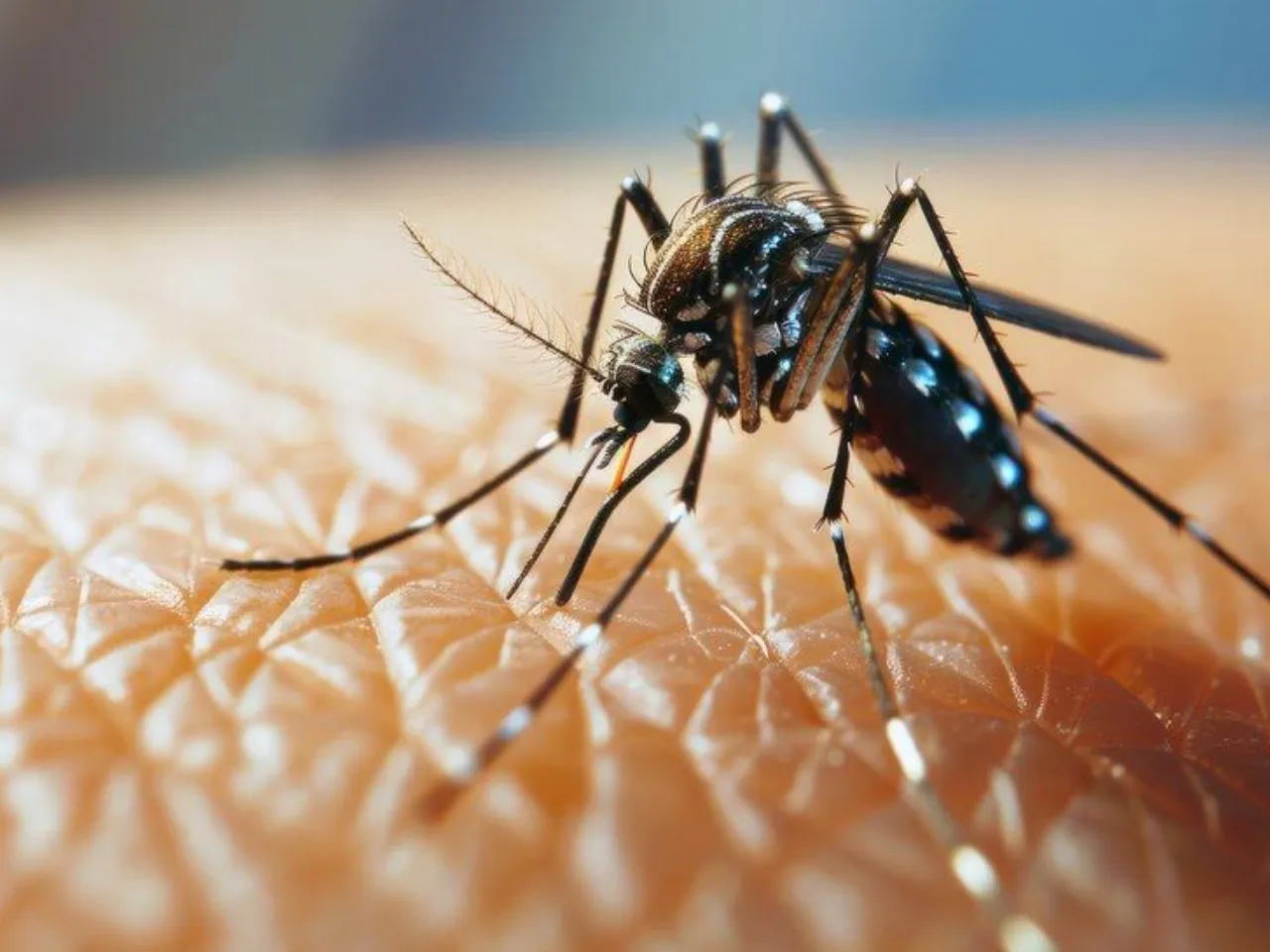 dengue fever