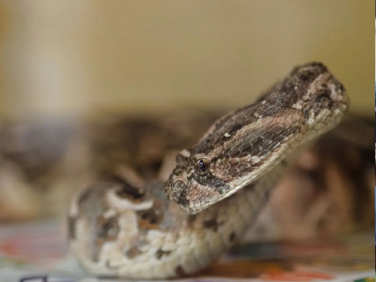 snake