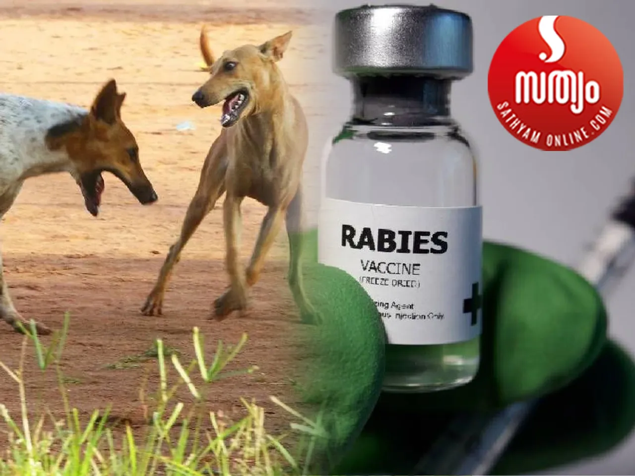 rabis vaccine