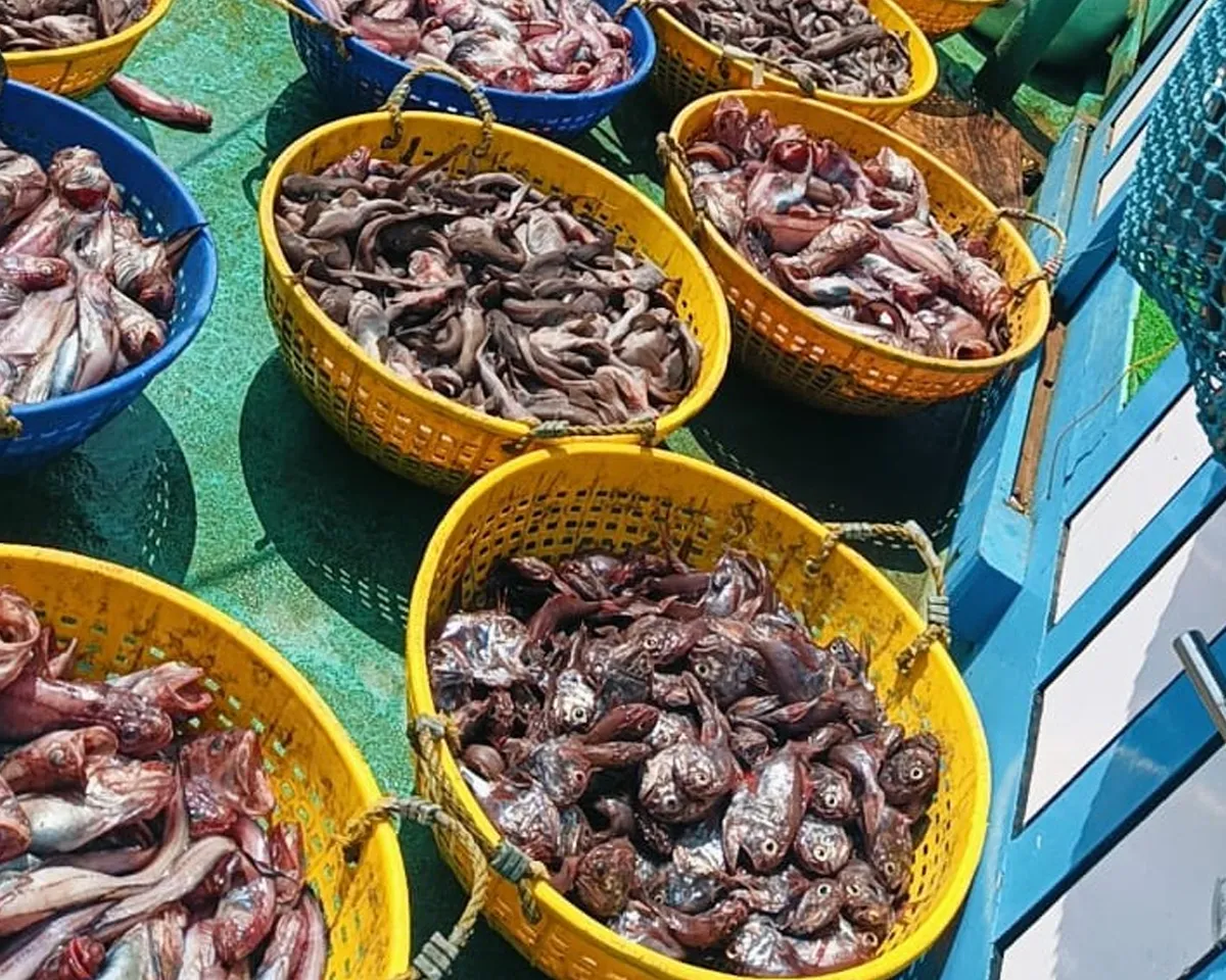 cmfri fishing-4