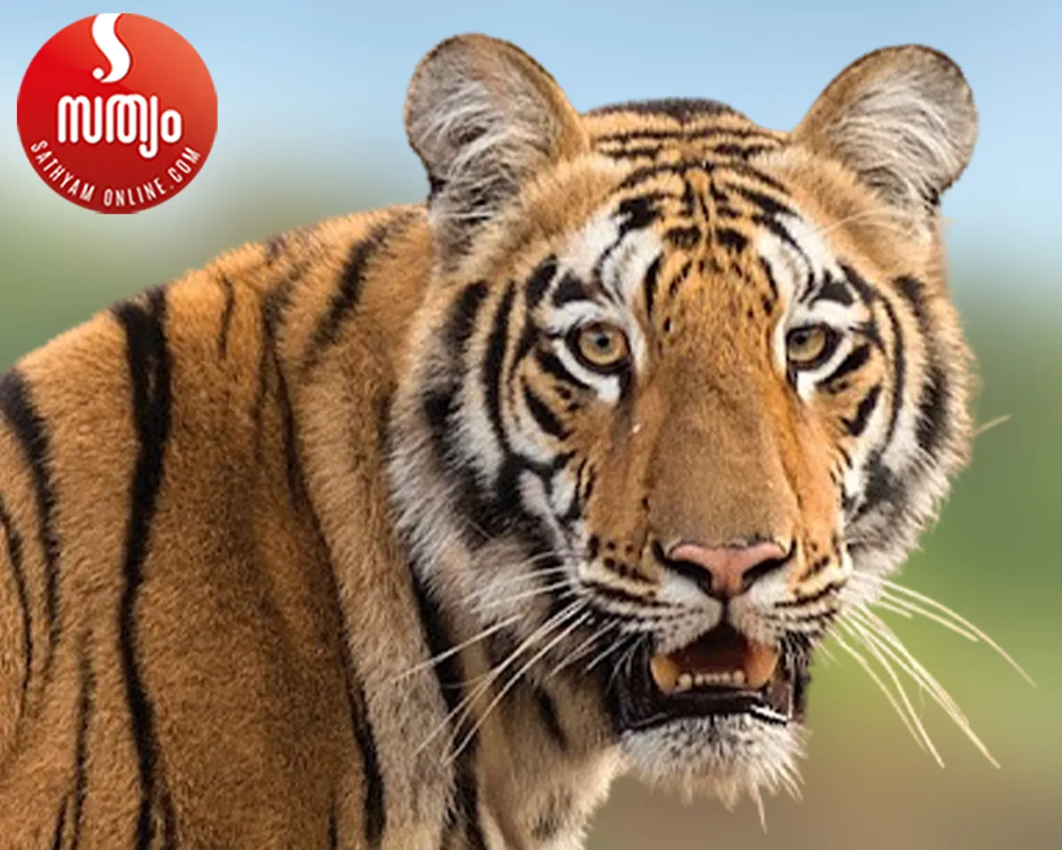 tiger attack