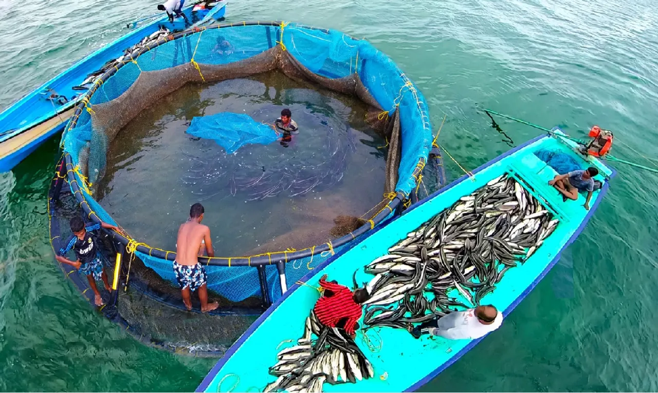 fish faming