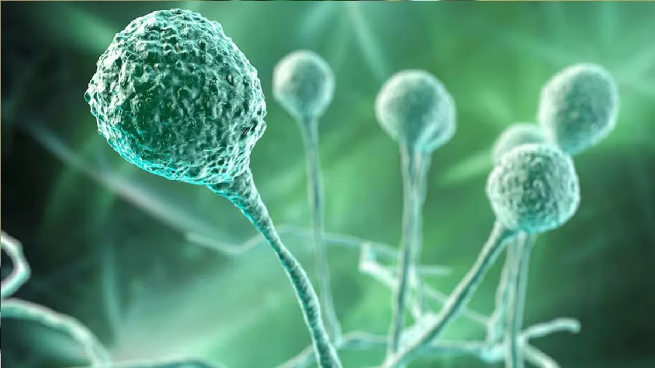 fungus