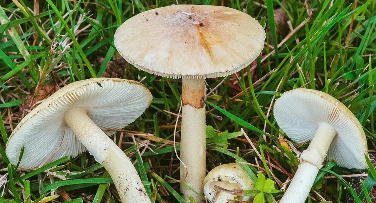 mushroom