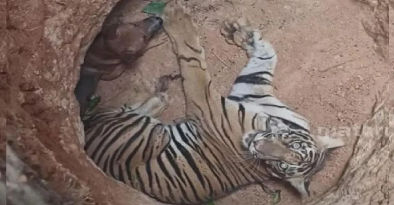 tiger jhliu