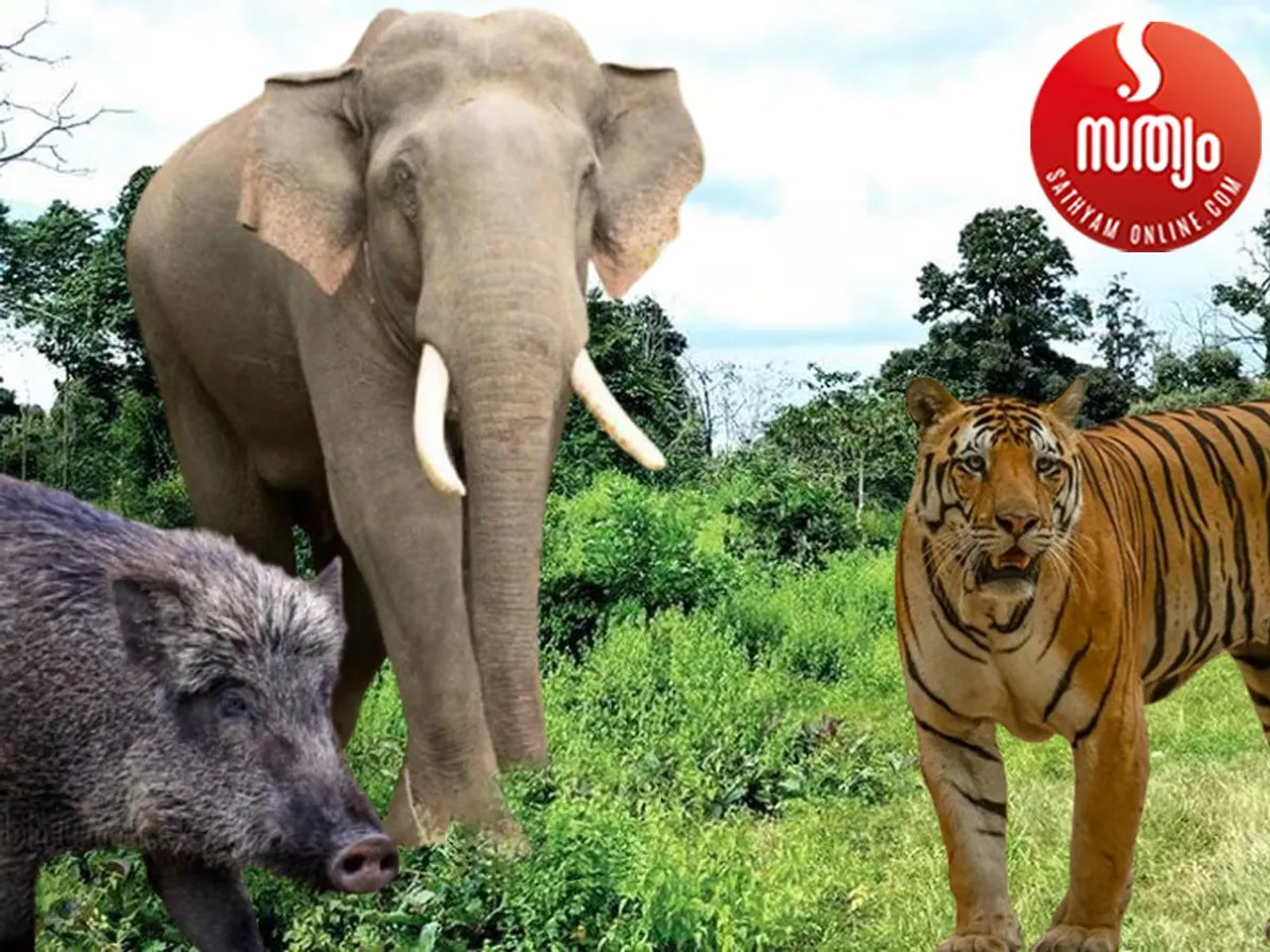 wild annimals