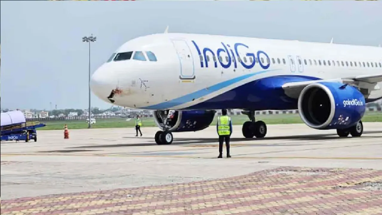 indigo