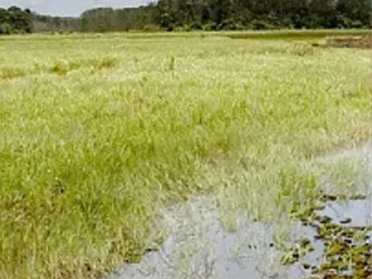 aranmula land 