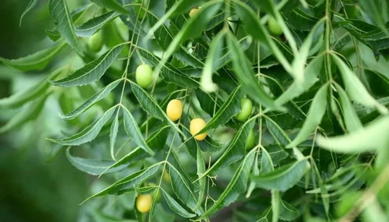 aryaveppila