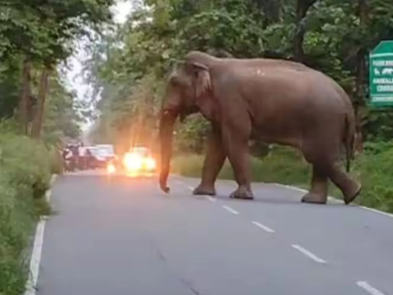 elephant 111
