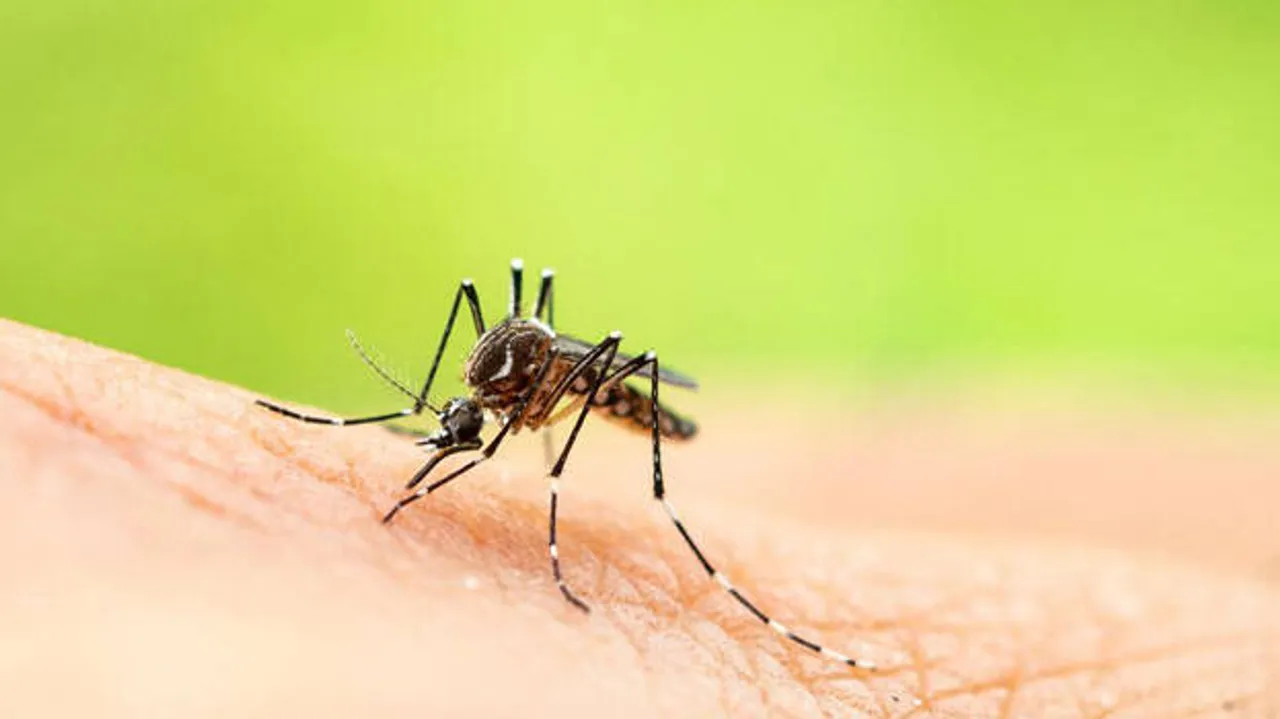 mosquito.1.17773306