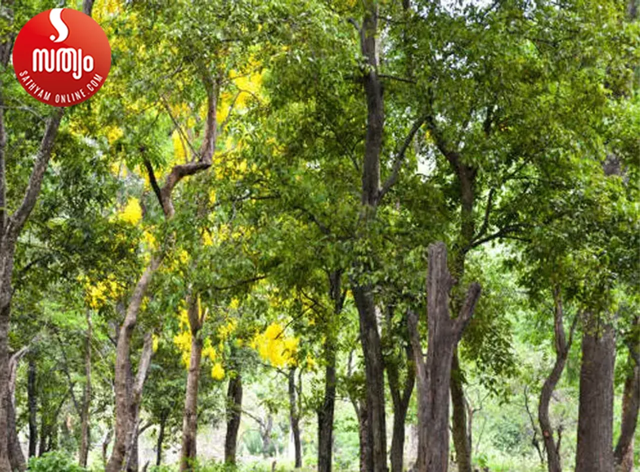 sandal trees