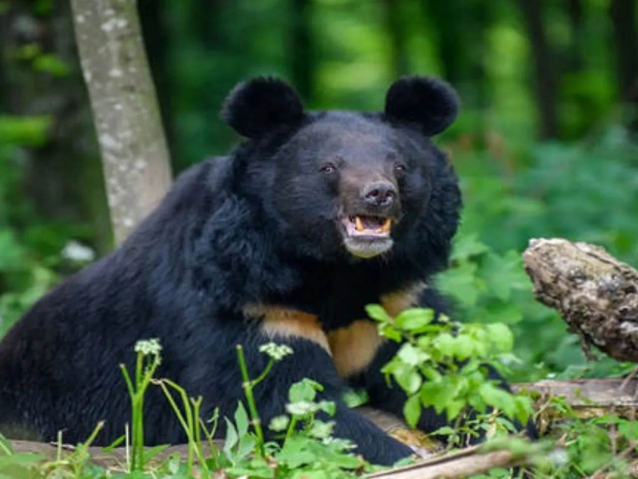 BEAR