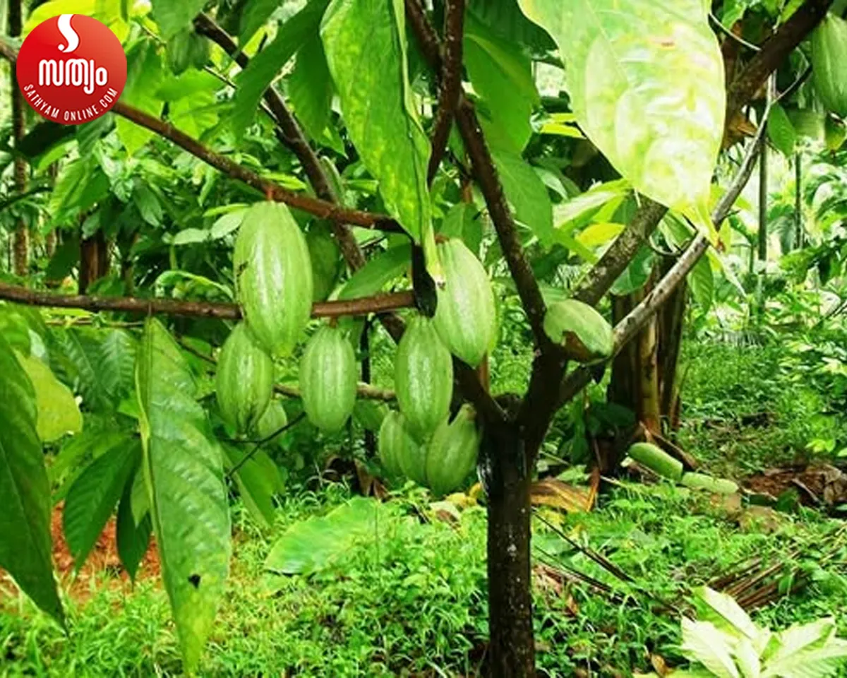 cocoa farmers