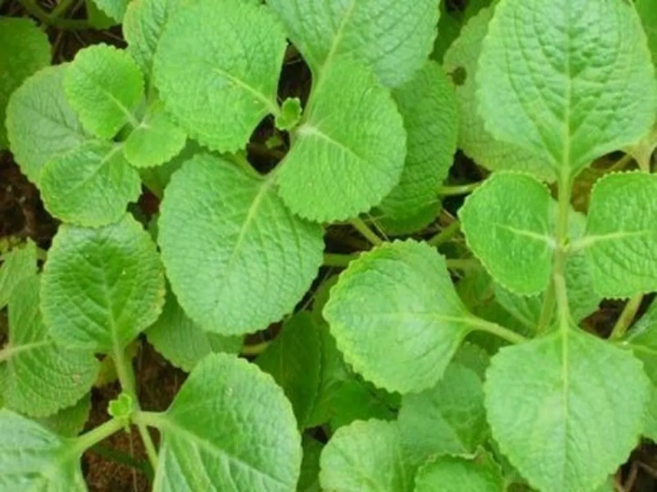 oregano-1630409593