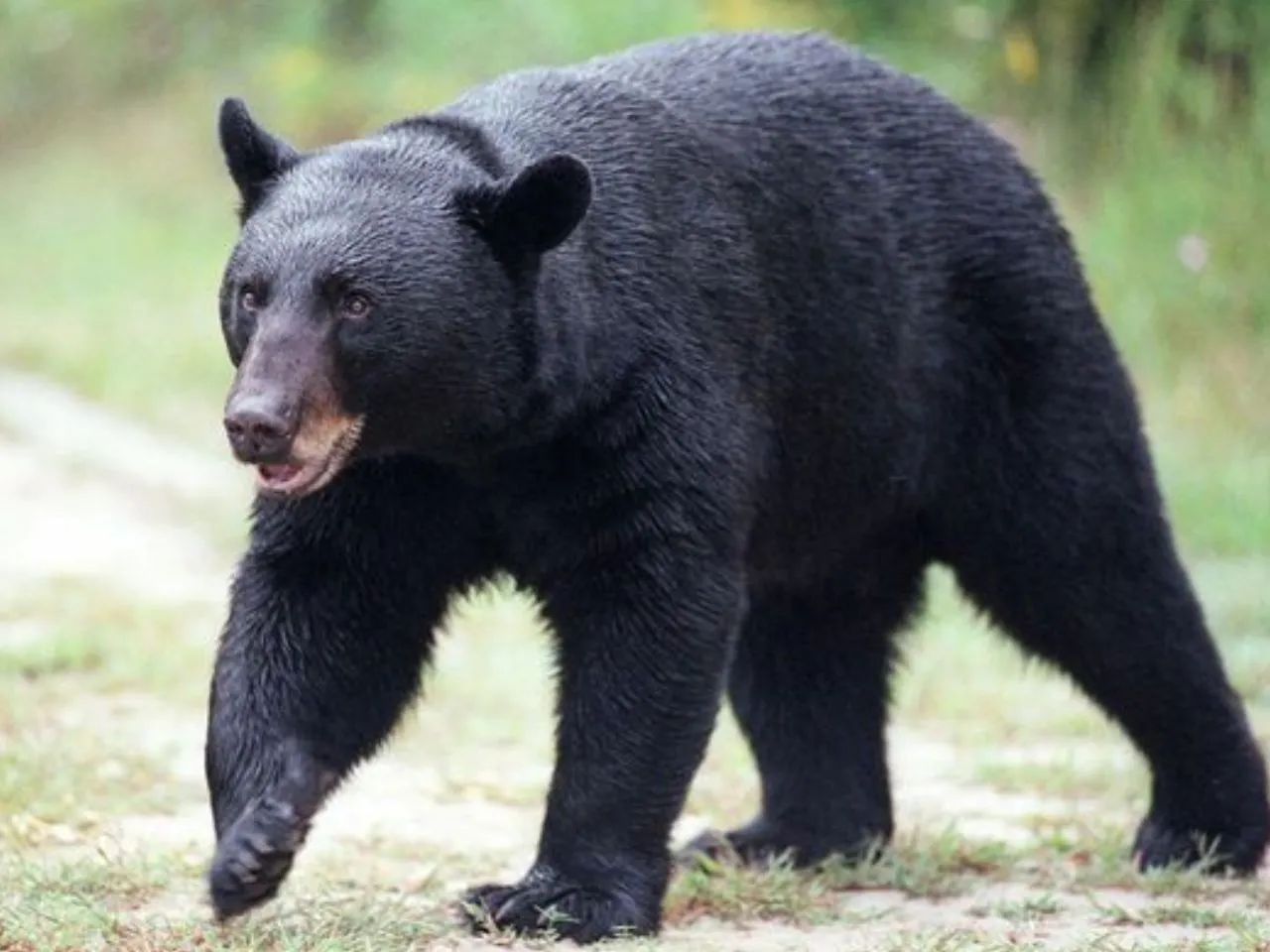BEAR