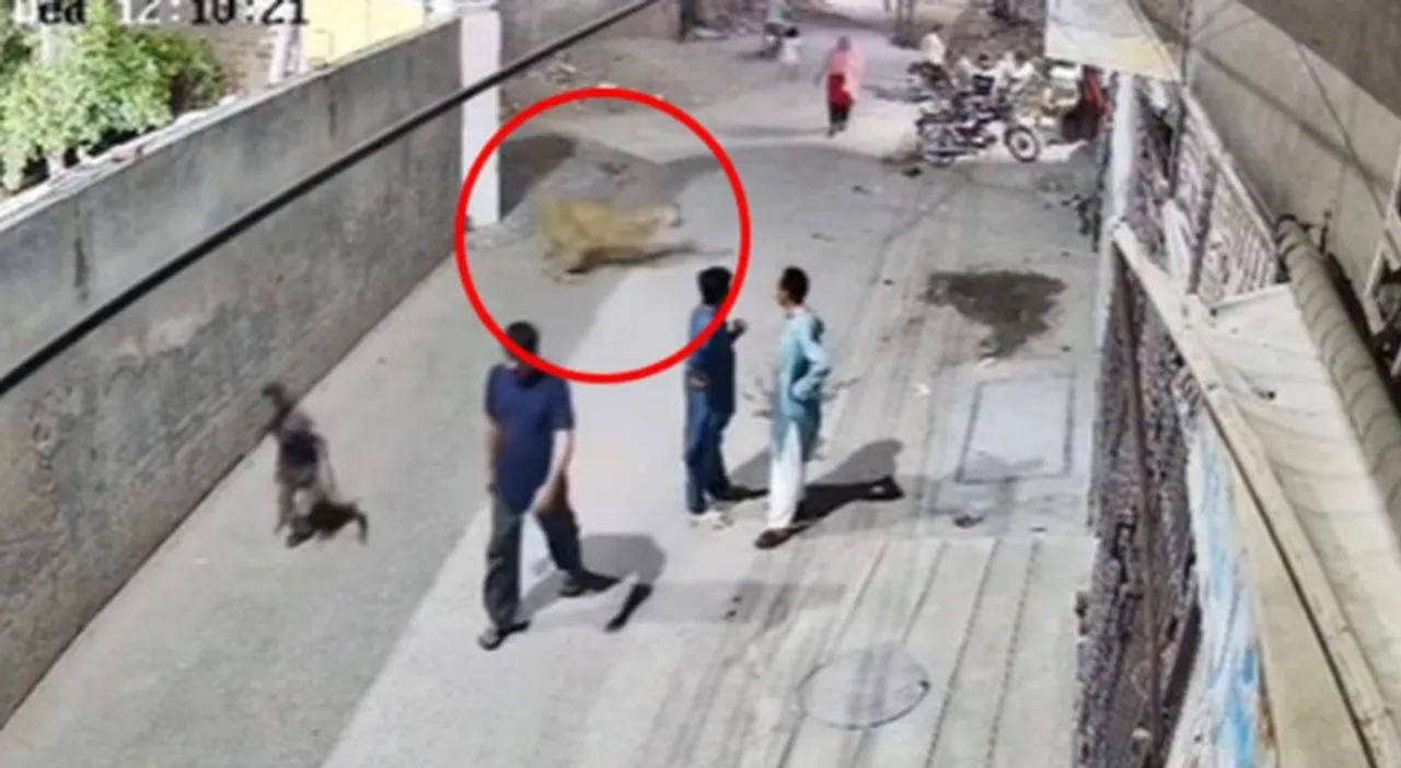 lahore-lion