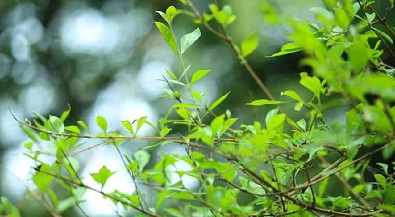 9bba6851-c08f-42b0-81ef-57691011ba59 (1)