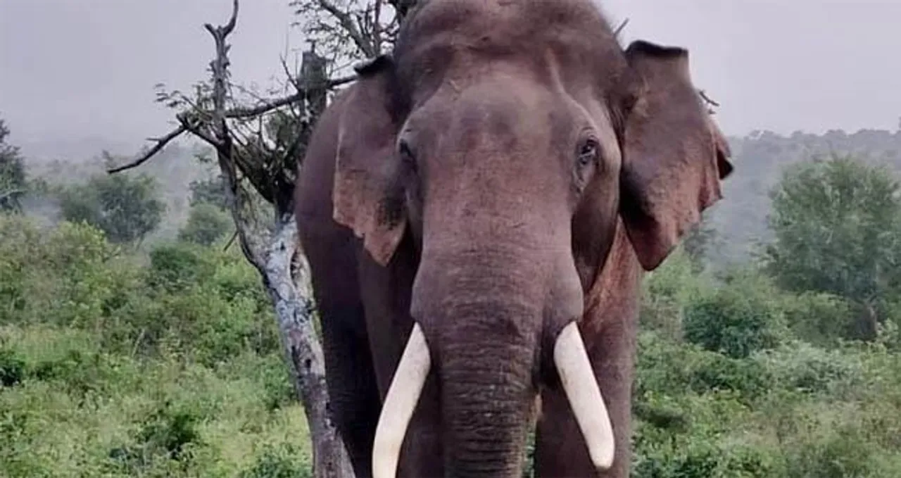 Elephant25112022