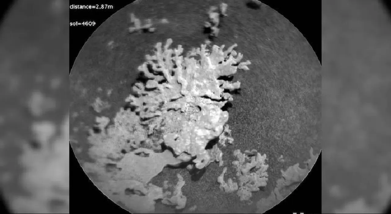 coral-like-rock
