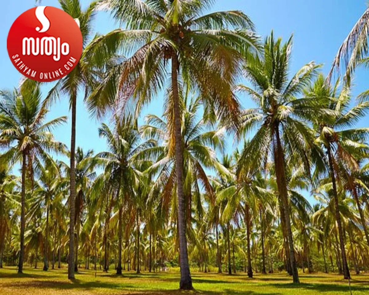 coconut tree fam
