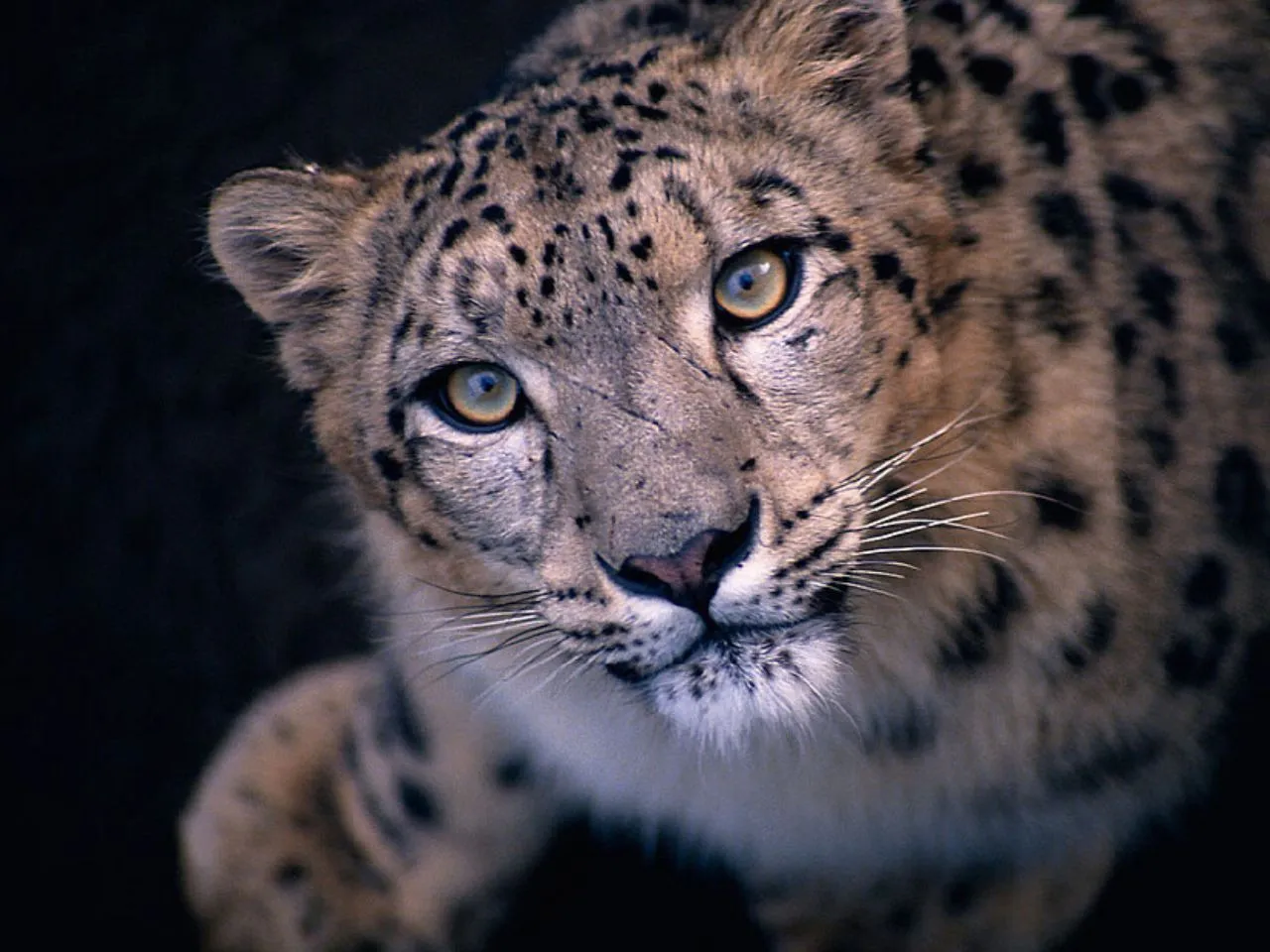 leopard