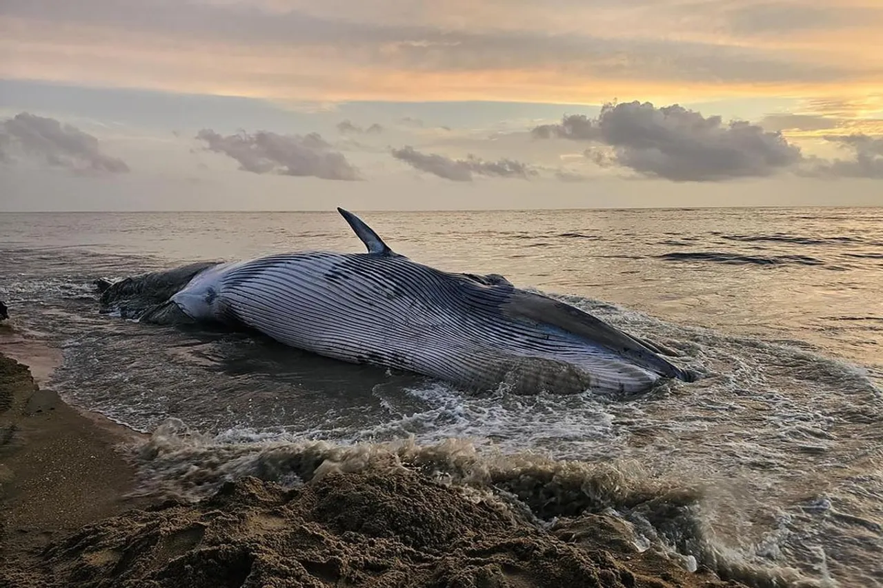 whale death