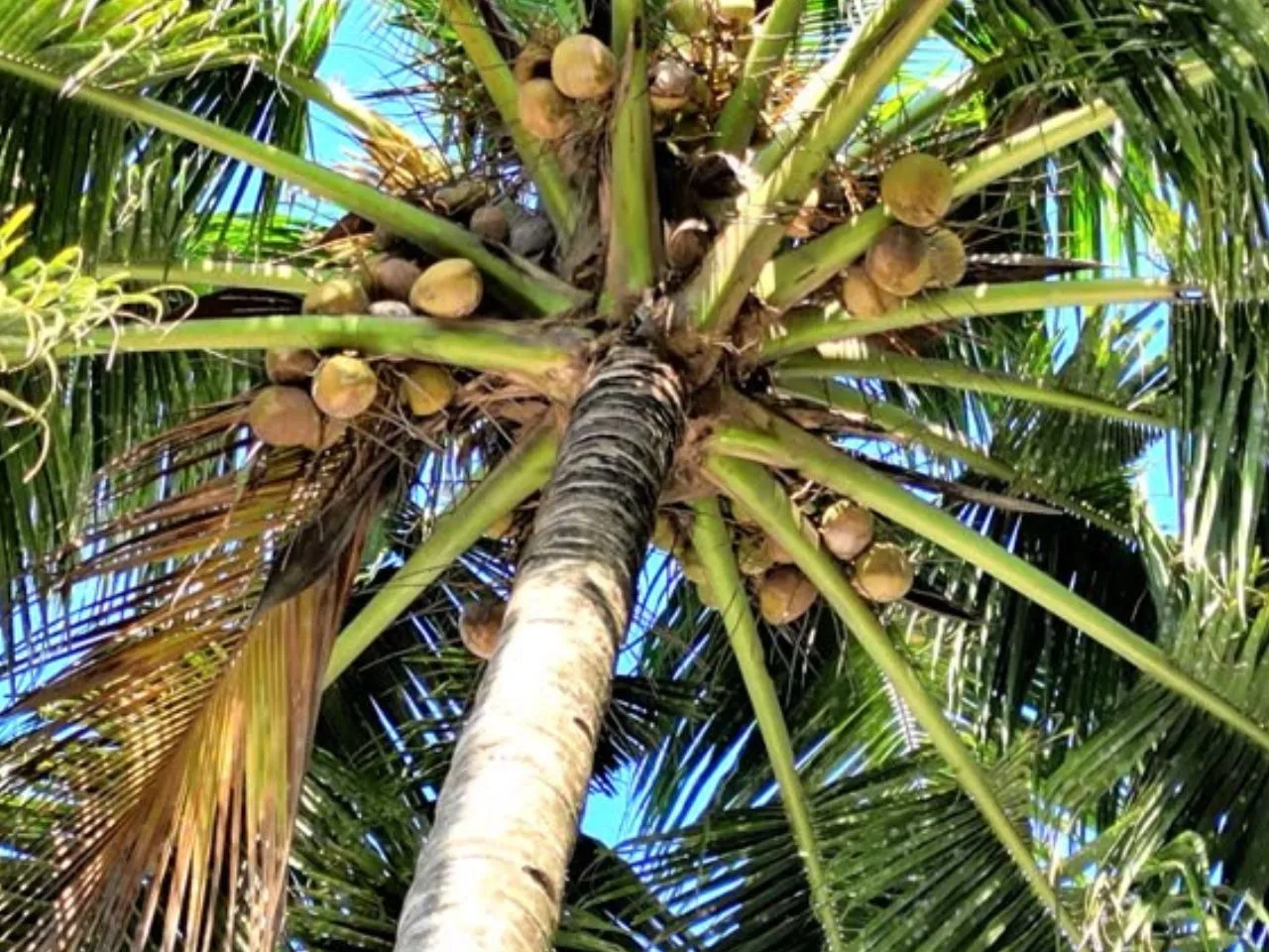 COCUNUT TREE