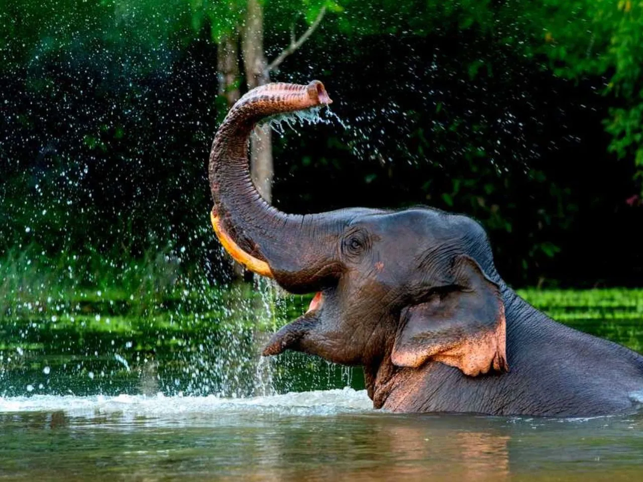 ELEPHANT
