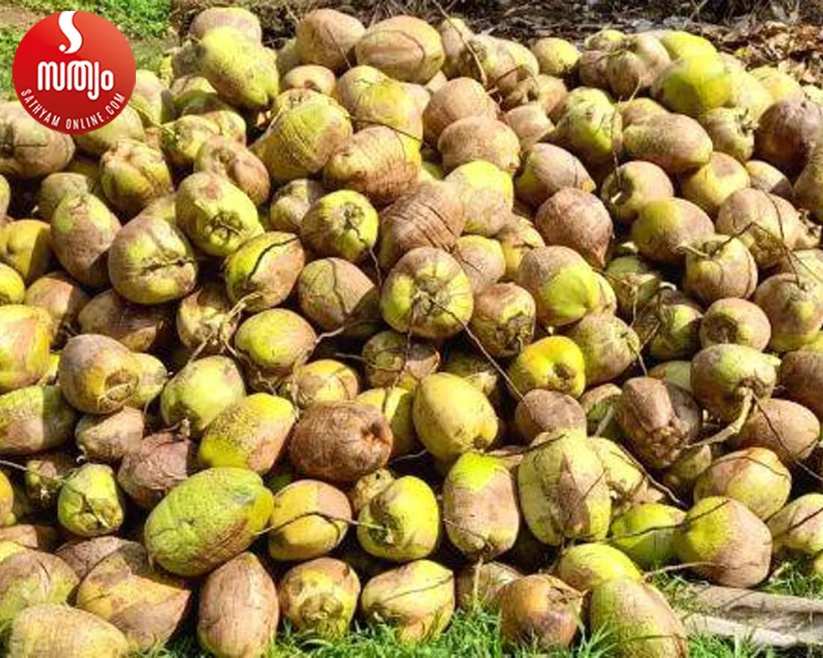 coconut collection