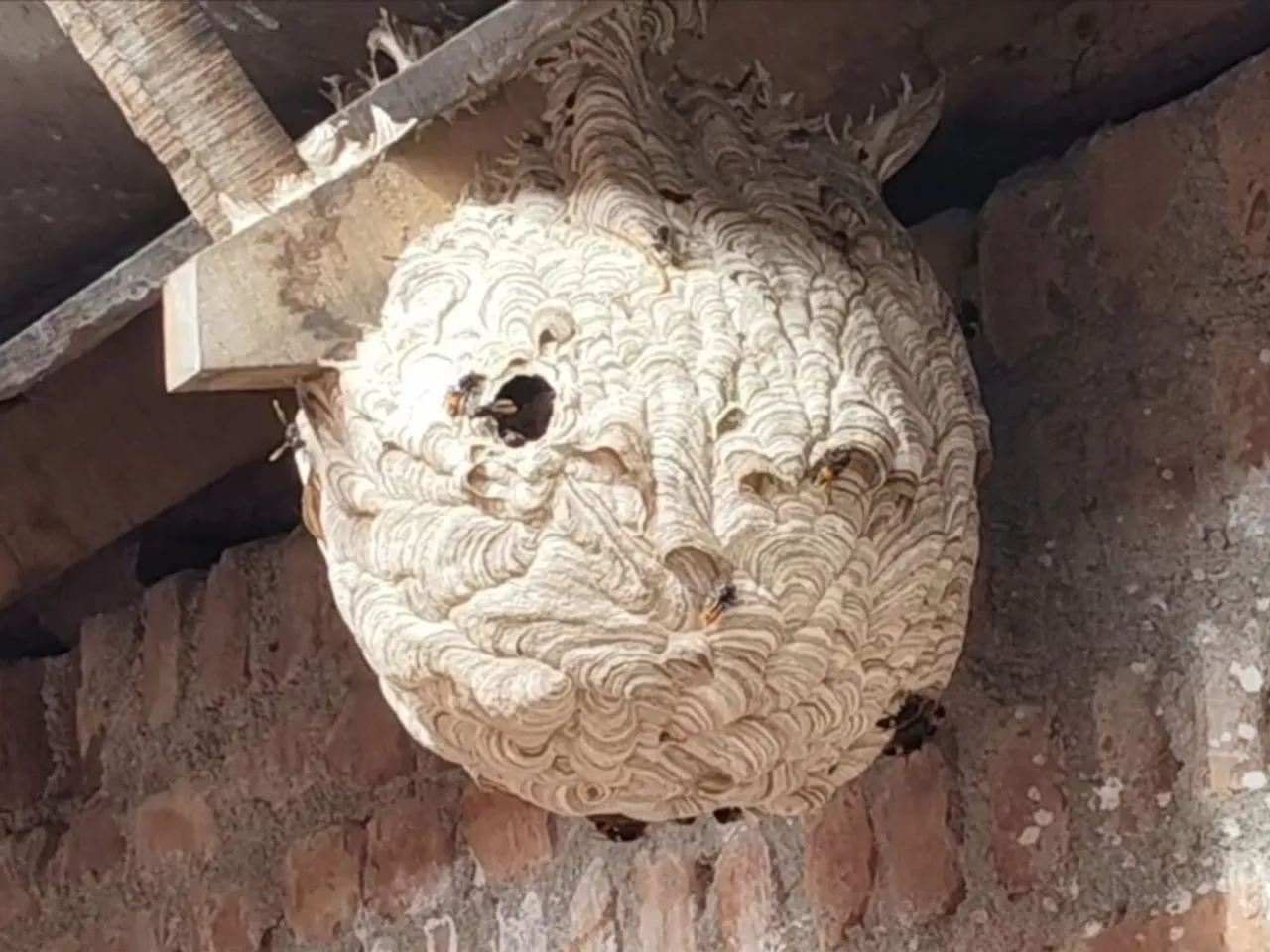 wild bees
