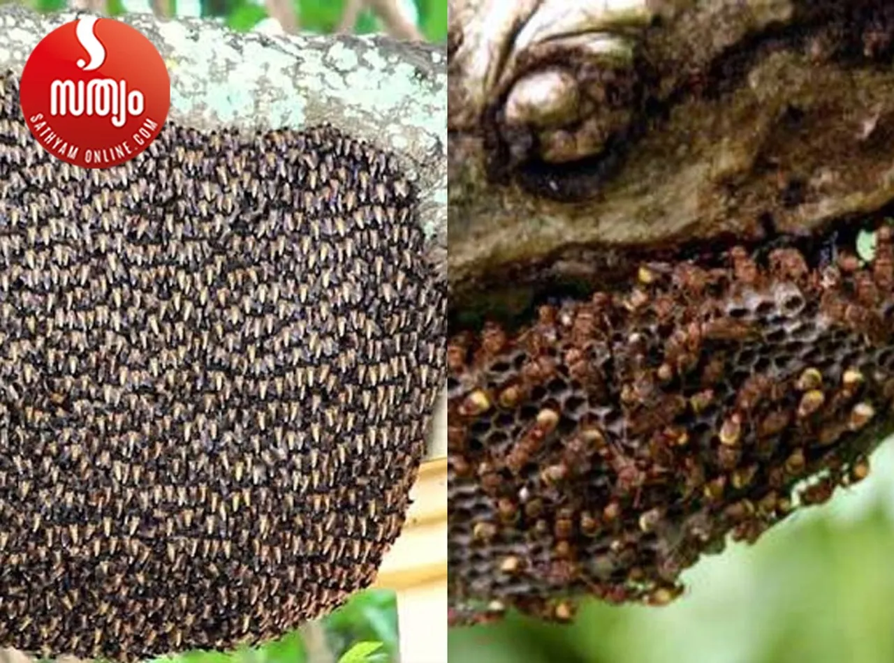 wild bee and wasp attack