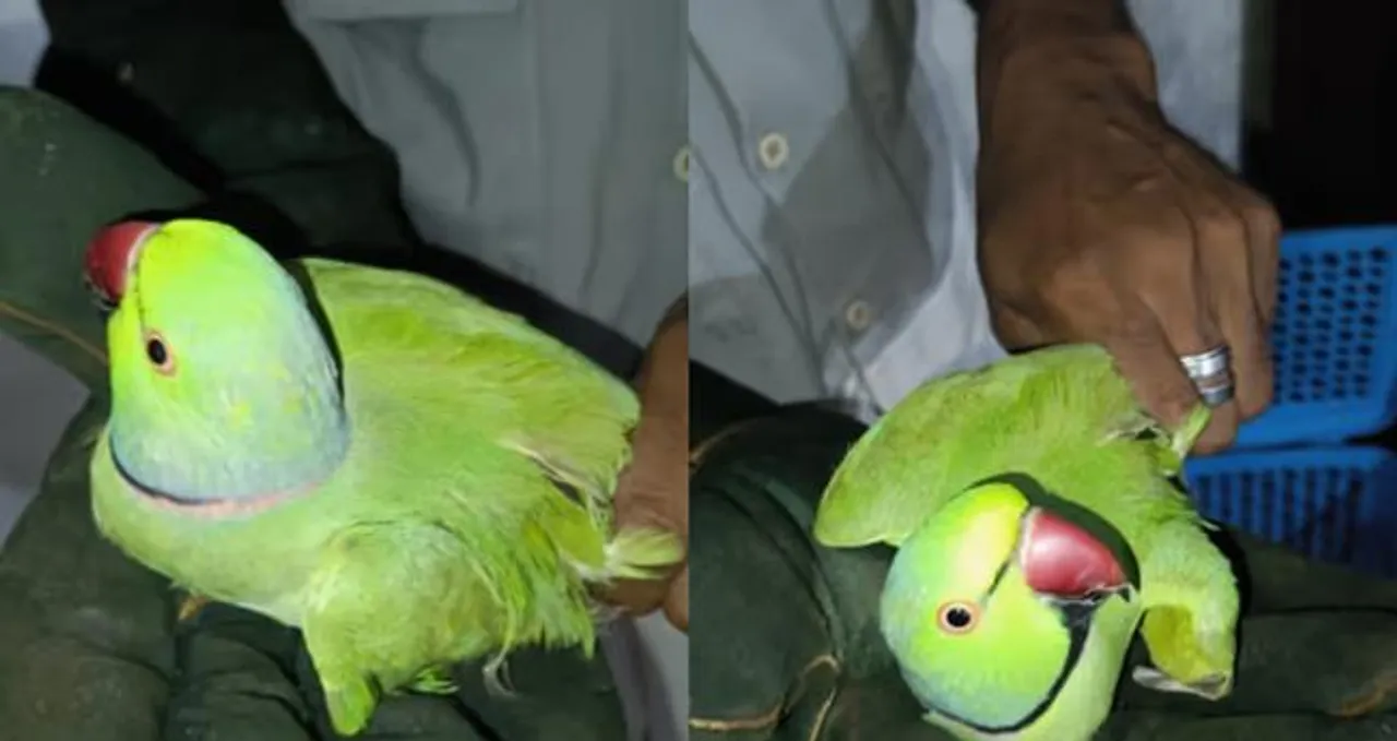 parrot29-8-25