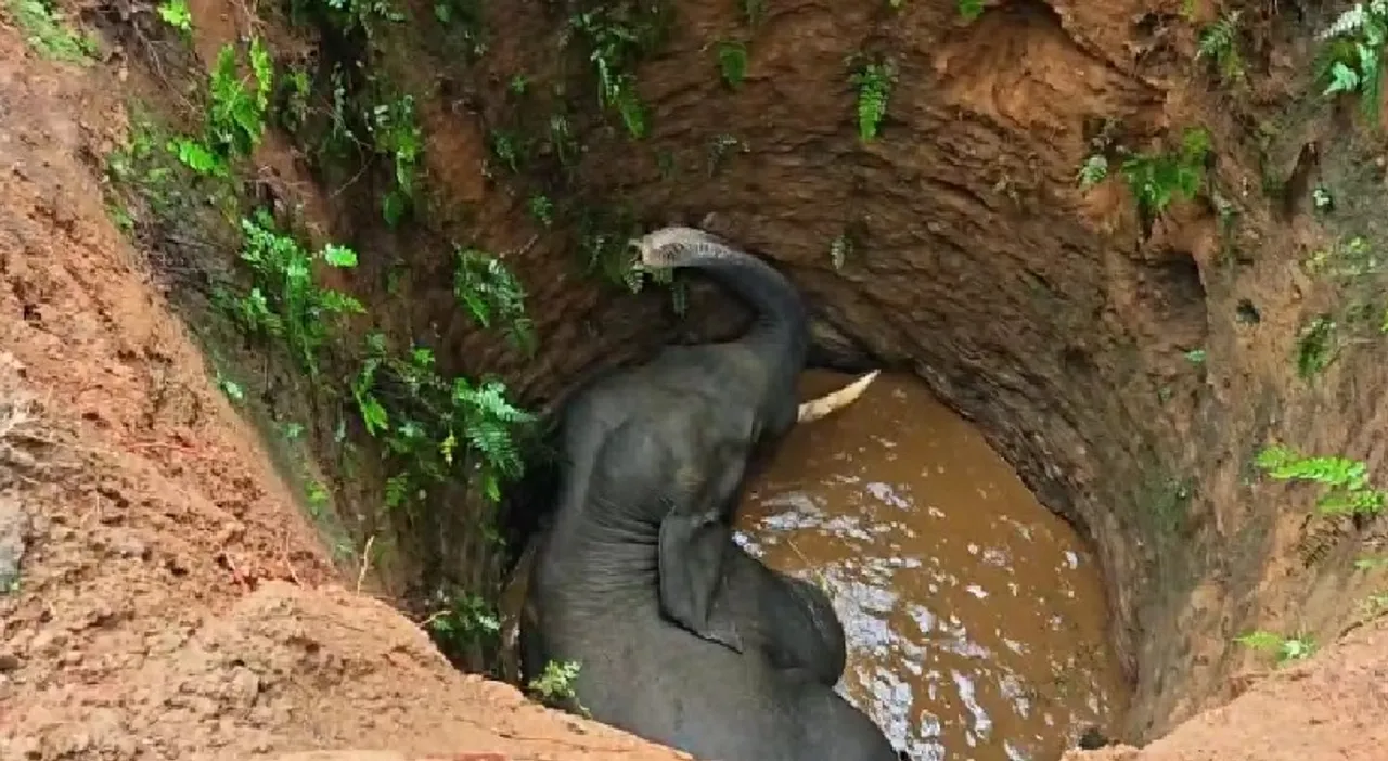 wild-elephant-1