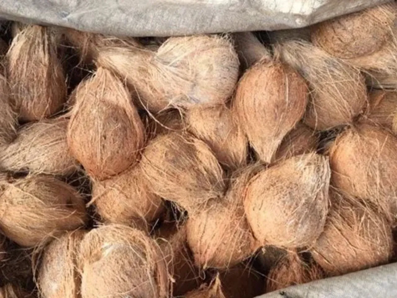 coconut