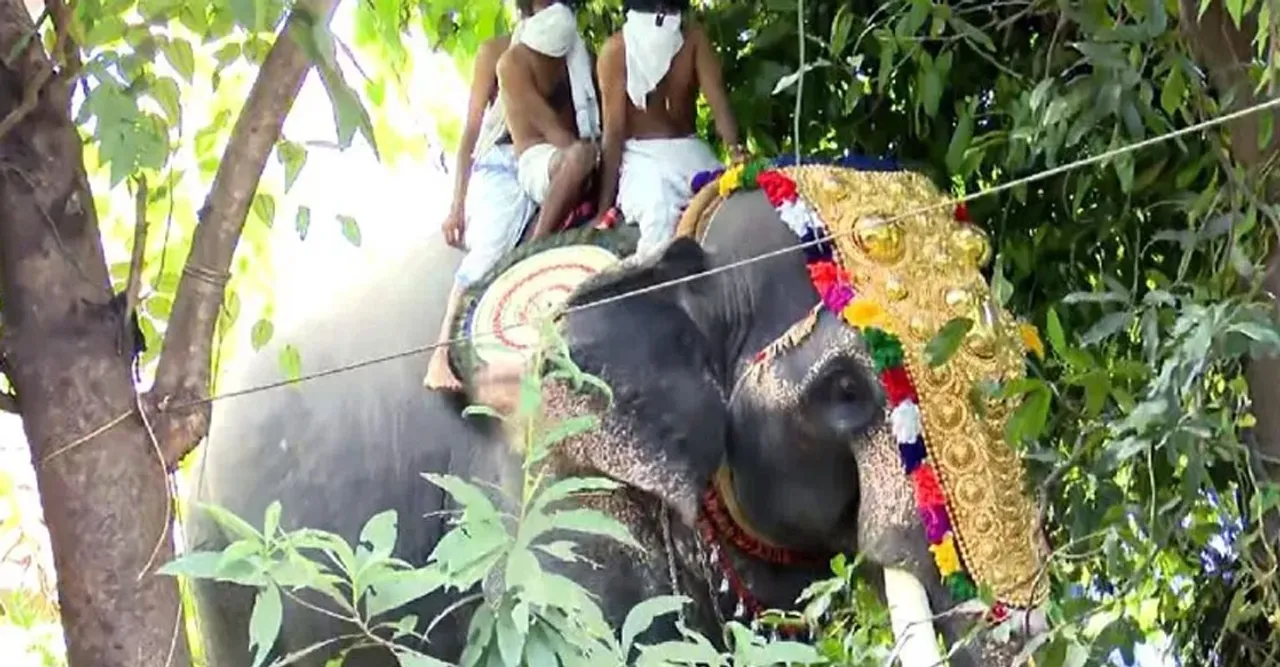 elephant