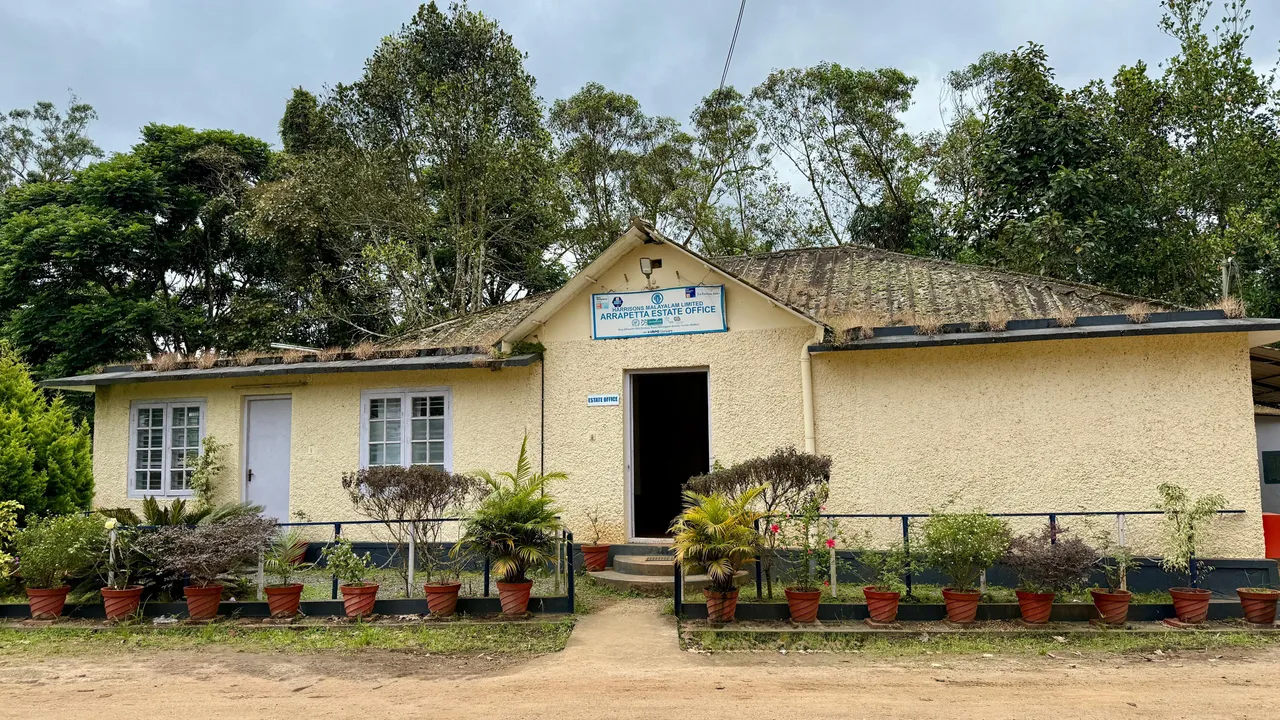 HMLs Arrapetta Estate, Wayanad, Kerala 1